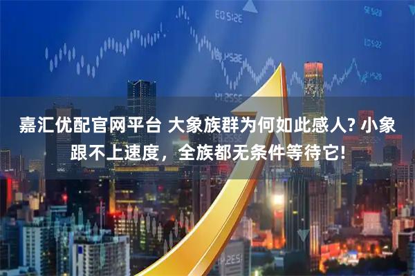 嘉汇优配官网平台 大象族群为何如此感人? 小象跟不上速度，全族都无条件等待它!